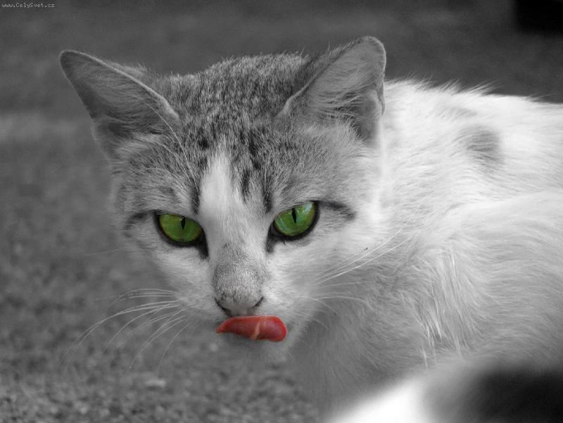 Foto: Greeneye miracle