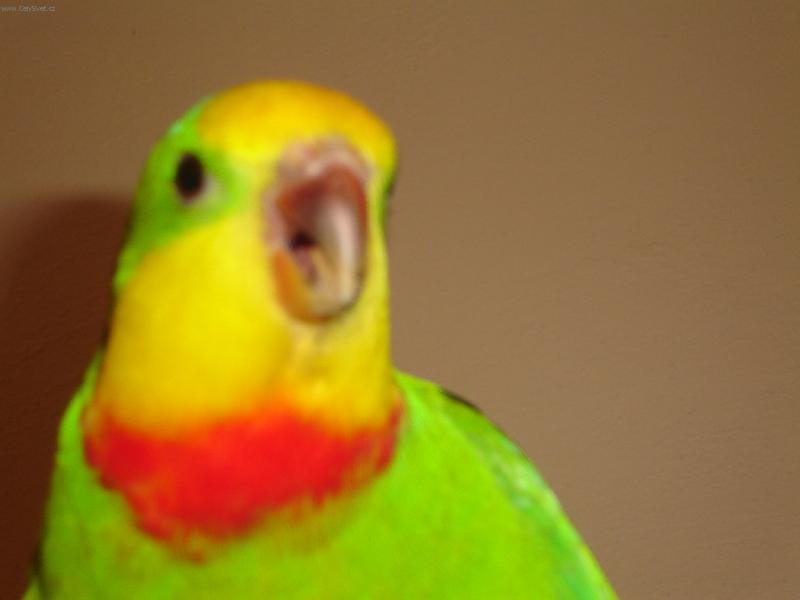 Foto: M�a elektrik��-u� v�m, �e kabely se nekou�ou