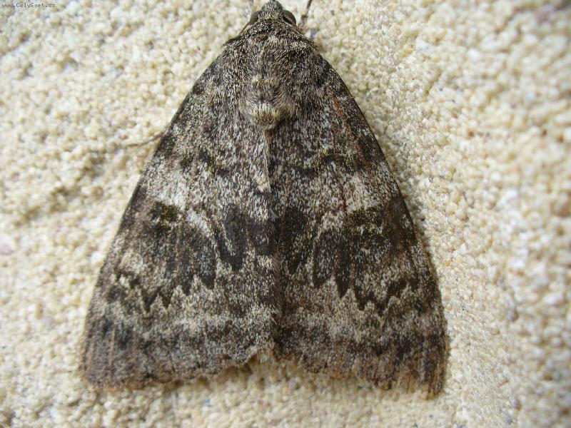 Foto: J� nejsem o�kliv�-�ediv� jako my�ka