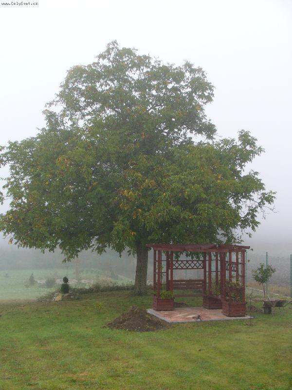 Foto: Rann� mlha-Tajemn� strom