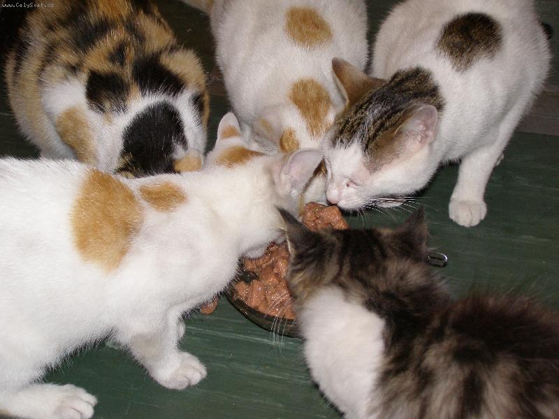 Foto: cel� sme�ka