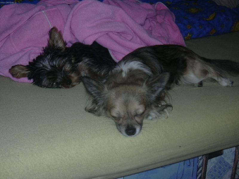 Foto: Mat�sek a Max-Dobrou noc! :)