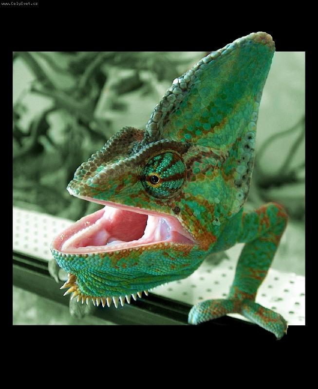 Foto: Dr.Lecter-chameleon jemensk�