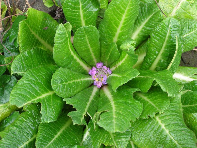 Foto: Nitro primule-Zvl�tn� pohled koncem m�s�ce z���