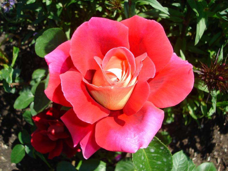 Foto: Kr�lovna kv�tin