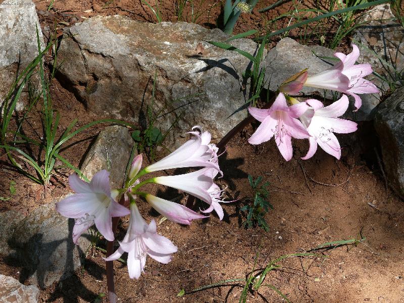 Foto: Kv�t-Chorvatsko