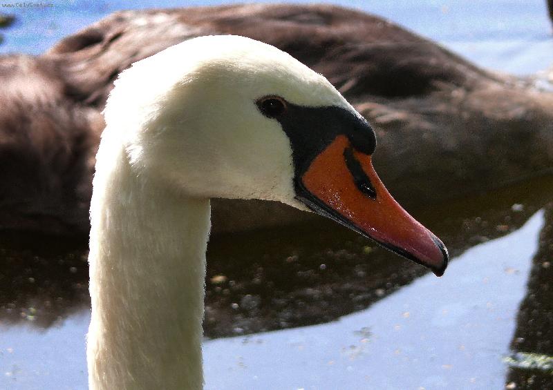 Foto: B�l� Labu�