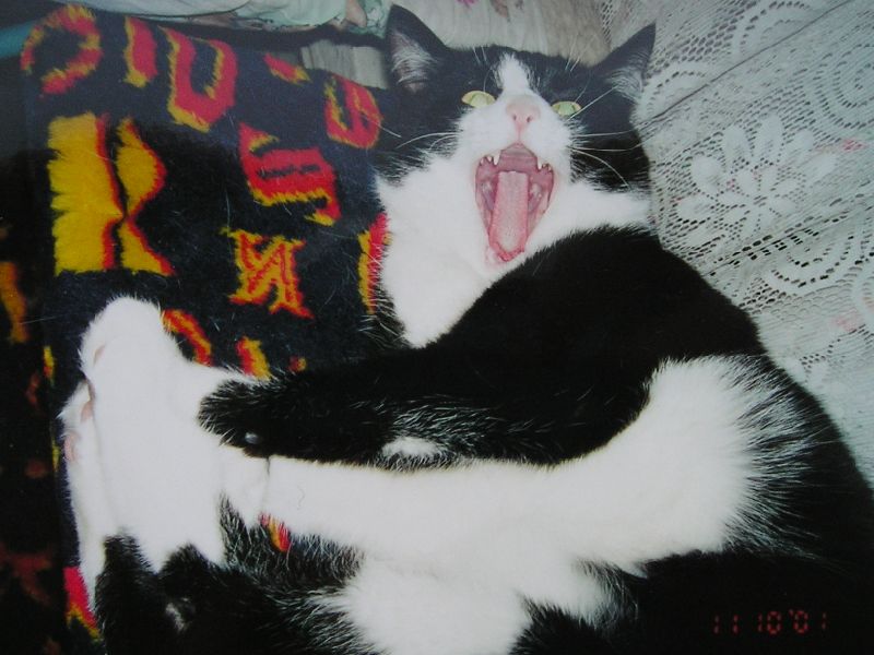 Foto: M�j mil��ek kocour Alf-Stra�n� se mi chce sp�t !!!