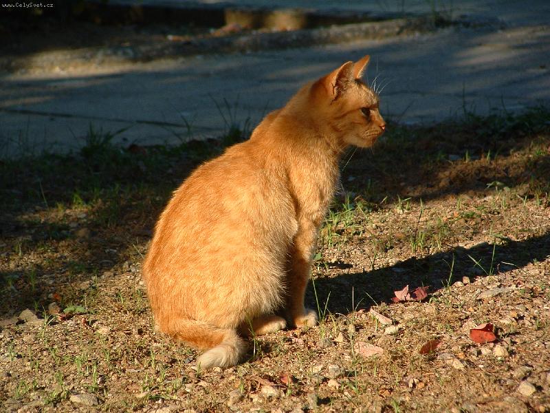 Foto: Zrze�ka- skv�l� m�ma i se tlomenou zadn� capkou