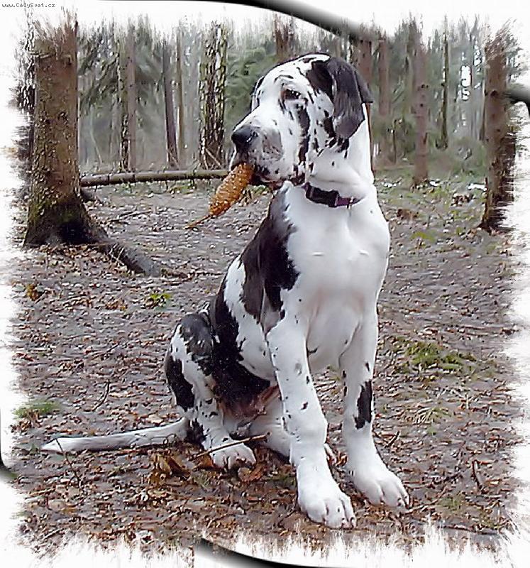 Foto: Falco z Josefovsk�ch bud