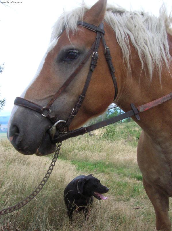 Foto: Kam te�? Nech�me to ko�ovi, ten m� v�t�� hlavu.....-Dara a Fabor