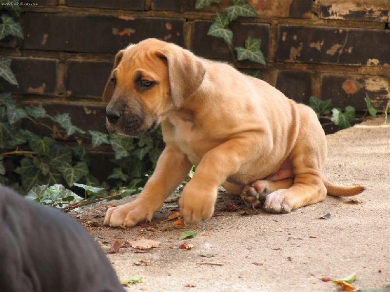 Foto: Hl�da�-��hat, lapit a nepustit