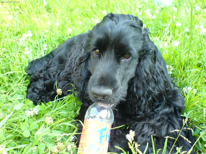 Foto: To m�m, ale ��ze�.-Milou�ek