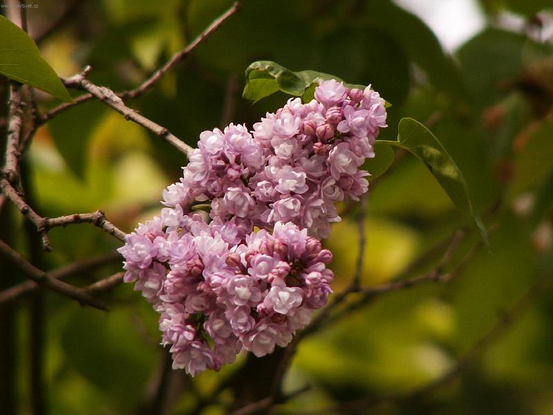 Foto: V�n�-kr�sn� von�l, tak aspo� jsem si ho vyfotila