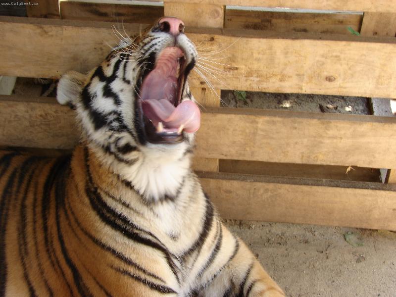 Foto: tygr-Kdo m� bud�?