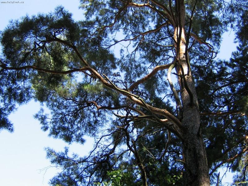 Foto: Koruna borovice-Borovice