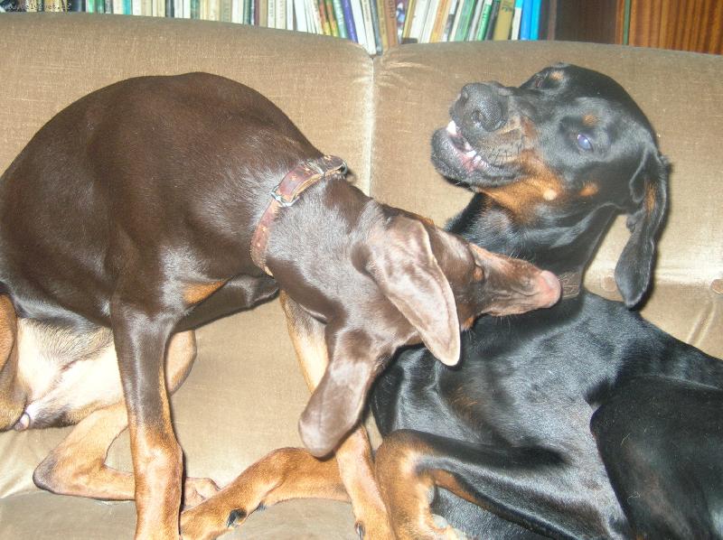 Foto: Fox��ek a jeho nev�sta Sydny-dobrman