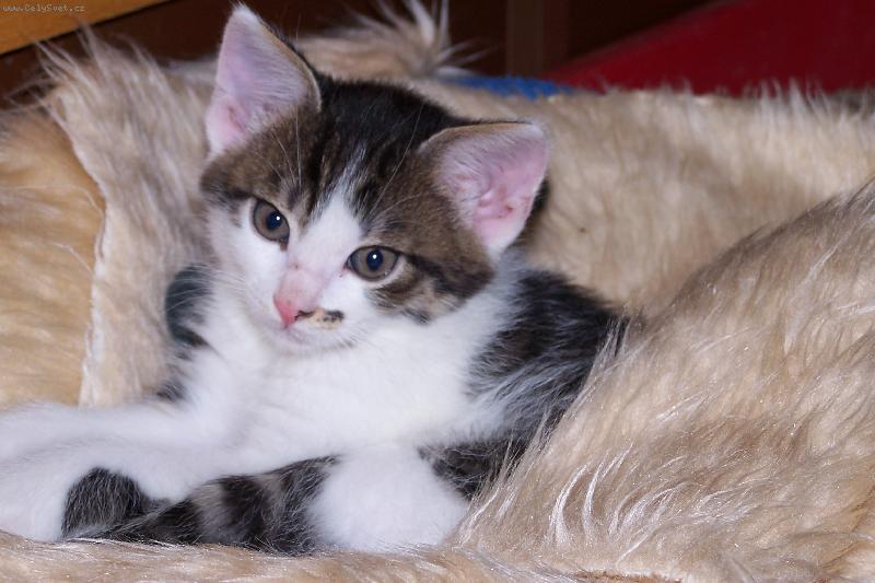 Foto: Kocourek v pel�ku-Stejn� ten pel�ek vyu��val jen na focen� :D jina� spink� se mnou :)