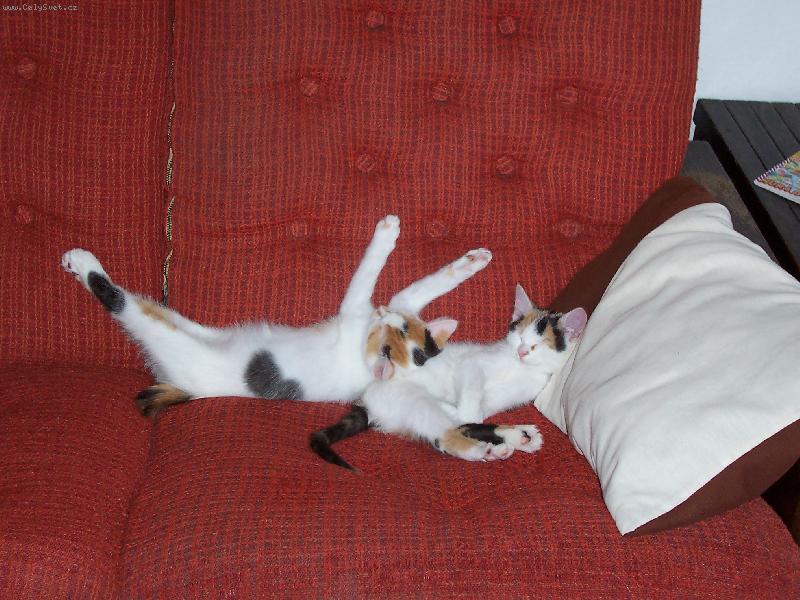 Foto: Am�lka a Dorotka-Am�lka a Dorotka