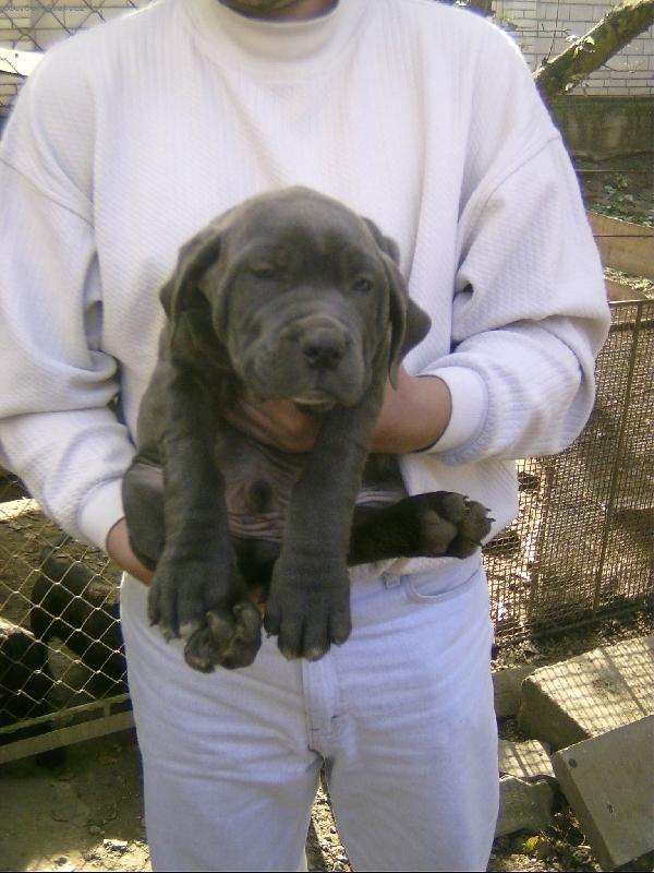 Foto: Vis�c� miminko BANDOGA-To se mi to vis�, nev�m ale jestli mn� ten nov� p�n unese tak� za rok? Jsem Bandog modr� a je mi 7 t�dn�.