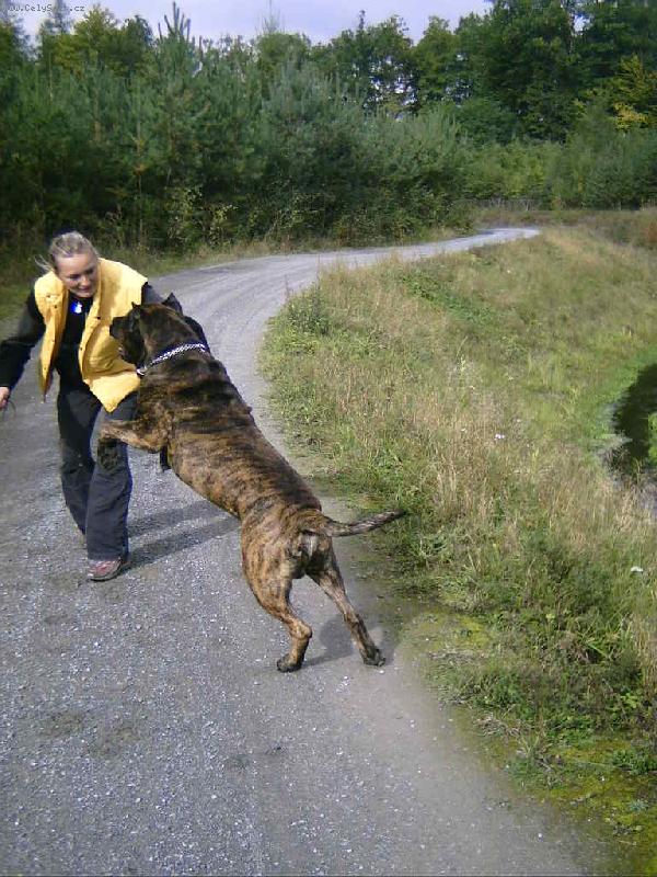 Foto: Letem sv�tem-s Bandogem-Ten aport�k si budu muset vz�t s�m! ! ! ! Skota�en� na proch�zce.