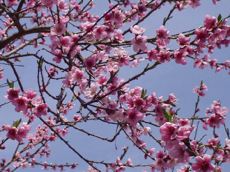 Foto: broskvi�ka v kv�tu-a okolo to jen bzu�elo....