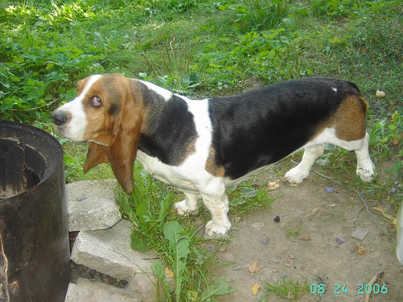 Foto: grilov�n�-vid� m� ta pani�ka nebo ne?