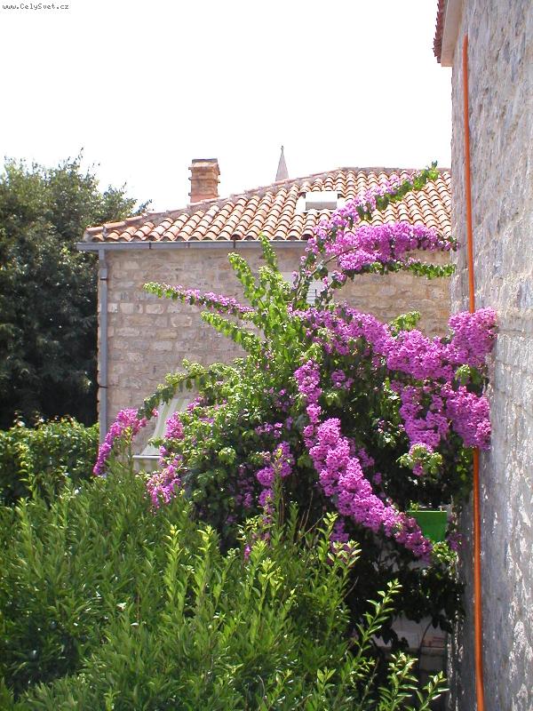 Foto: Kvetouc� kr�sa