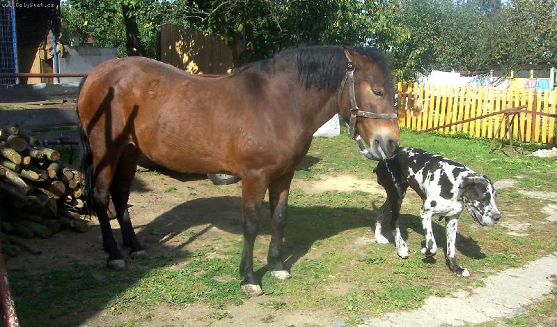 Foto: N�meck� doga-Na�e holky