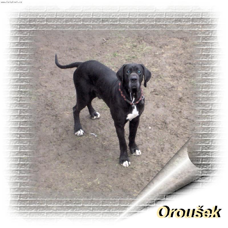 Foto: Orleans Jack�v sm�ch