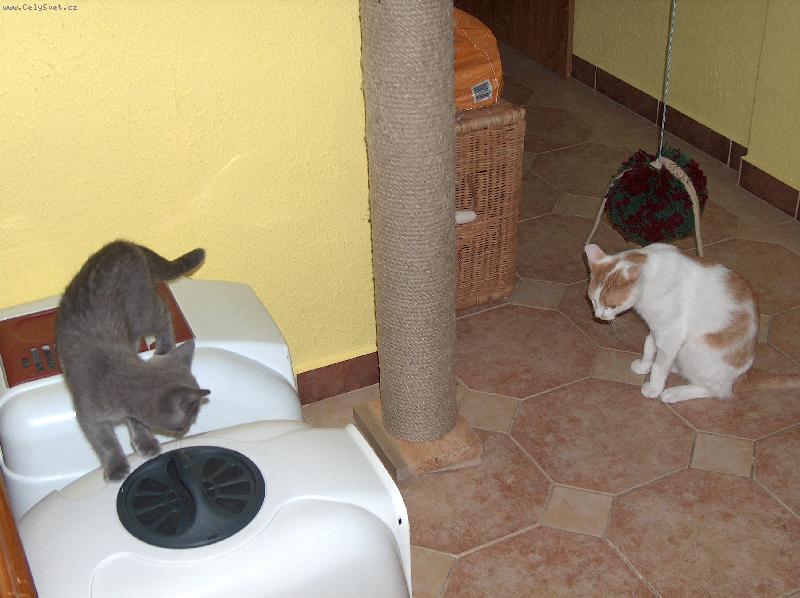 Foto: Bert�k a Mike�ka-Tak kter� je m�j a kter� tv�j?