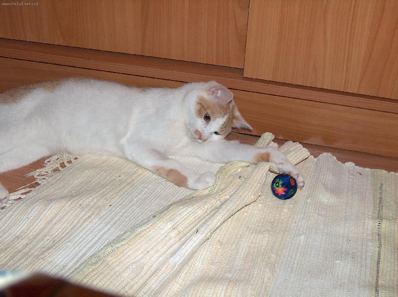 Foto: Ro���k Bert�k-Jak zabalit kuli�ku do kobere�ku, tak na to jsem specialista.