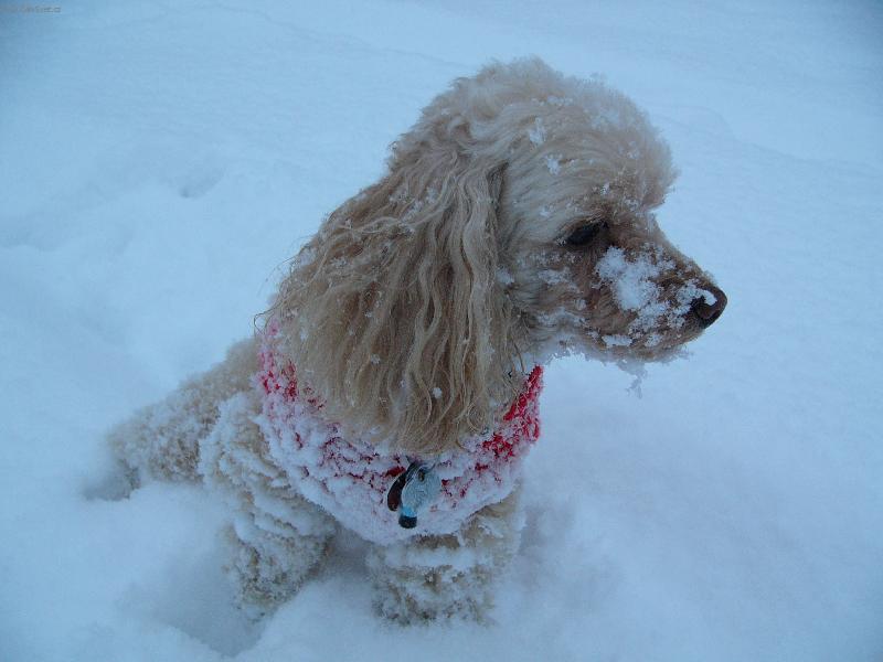 Foto: Sn�h-tolik sn�hu....fuj...