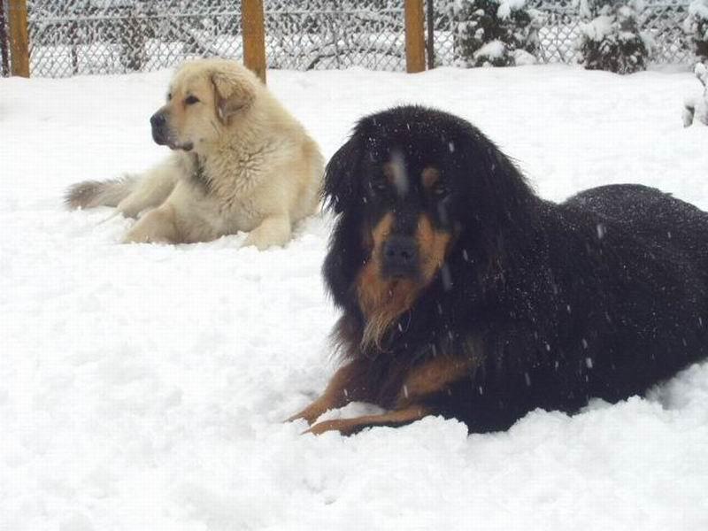 Foto: Sn��!!-Apollo a Cedra na sn�hu.