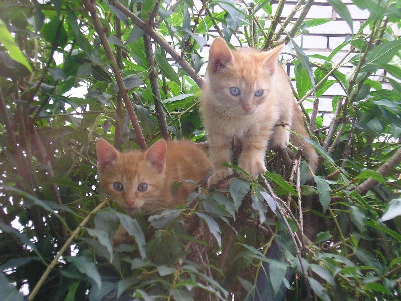 Foto: aja a paja-ko�ata