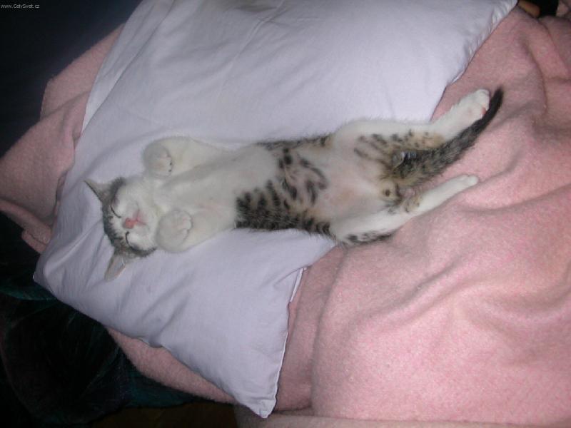 Foto: M��횚�aanek jak jen to jde:-)-Tak takhle travi cele dny