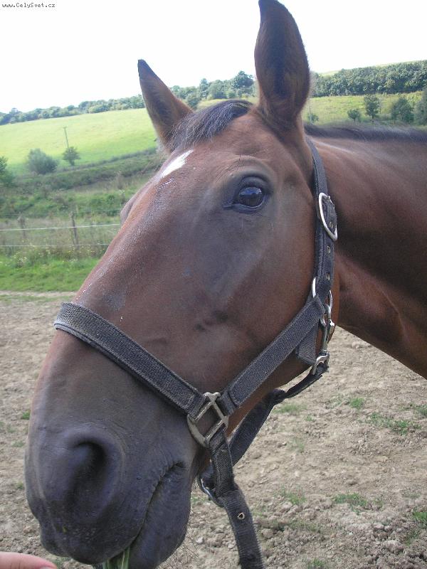 Foto: Koukej mi ten fo��k vr�tit!-Tady se Gelu sna�� sn�st fo�t�k a taky kus m�ho jabka:)