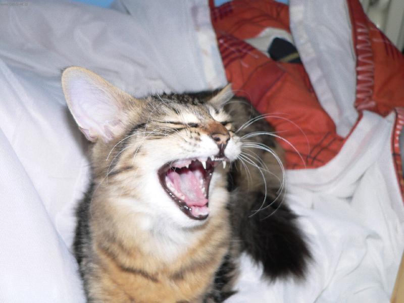 Foto: neotravujte, n�� !-Am�lka