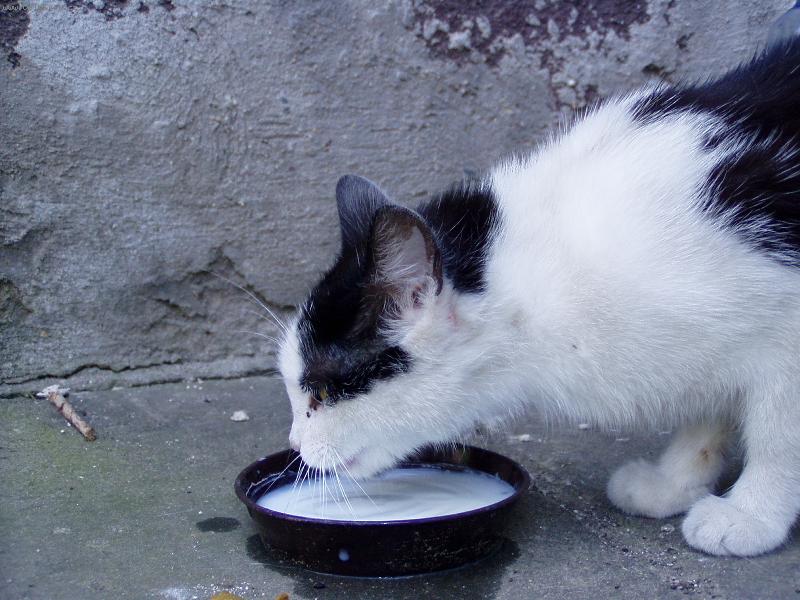 Foto: Mlask,mlask-Ml��ko miluji!