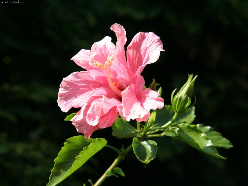 Foto: Vl�� m�k-Vl�� m�k a v�ela