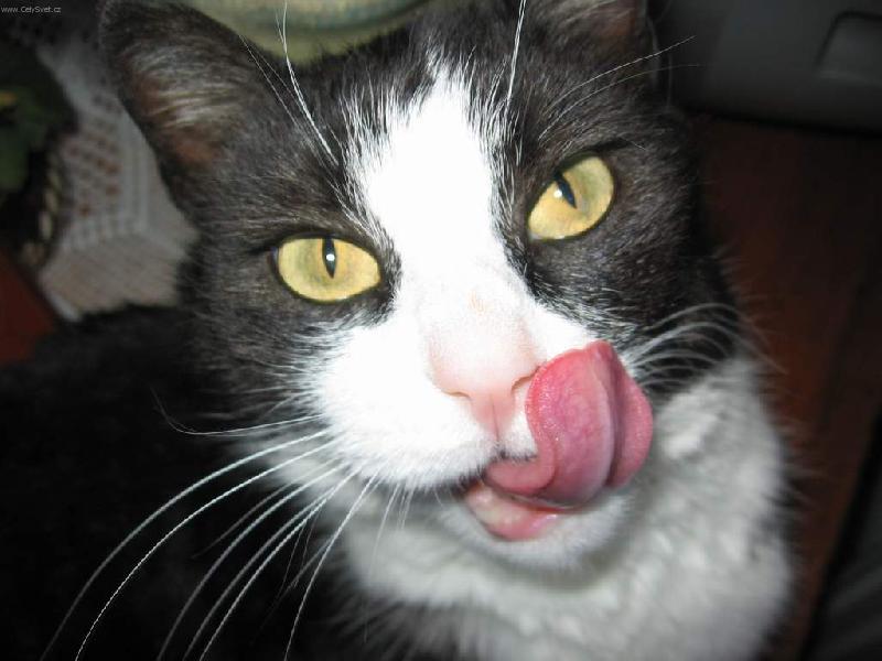 Foto: Na�e �apka-M�am, to byla dobrota