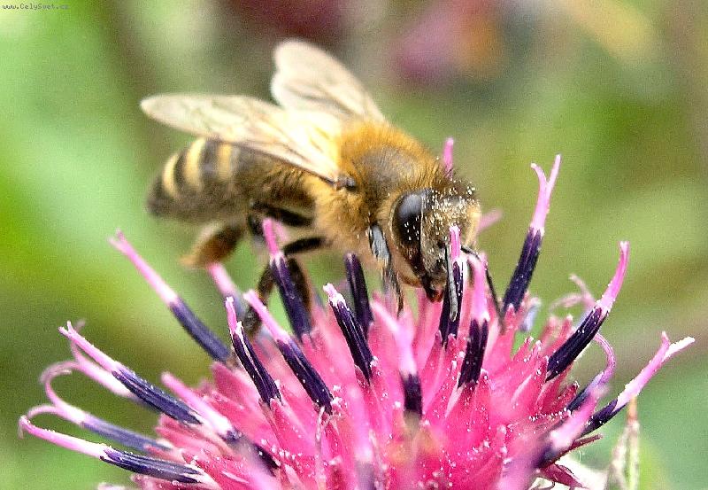 Foto: Ob�d na bodl�ku