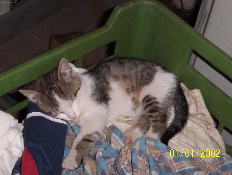 Foto: Fido�-.:na sv�m pel�ku:.