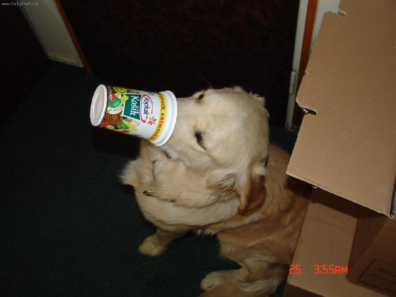 Foto: J� ten Ko��k nechci-Buddynek