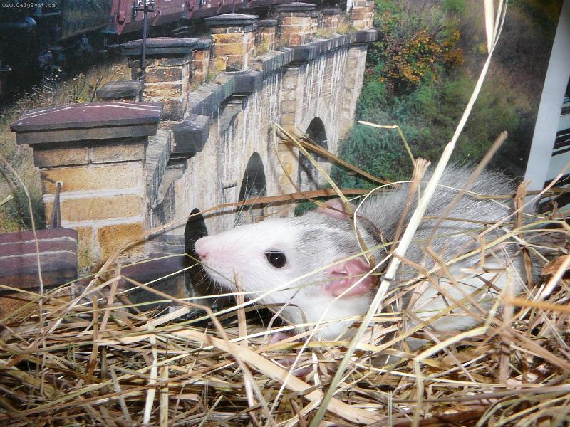 Foto: Bydlen� pod mostem..