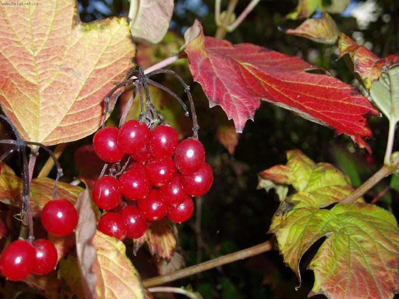 Foto: Barevn� podzim