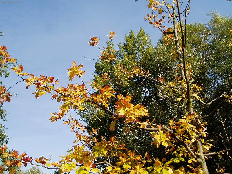 Foto: Slune�n� podzim