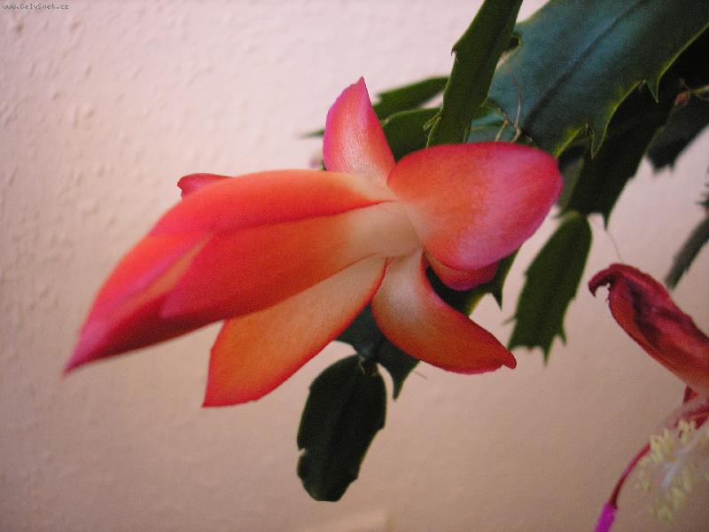 Foto: N� V�no�n� kaktus