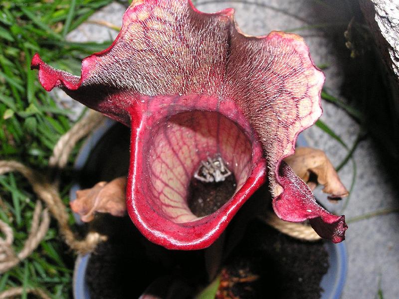 Foto: sarracenia purpurea-maso�rav� sarracenia a jej� ko�ist