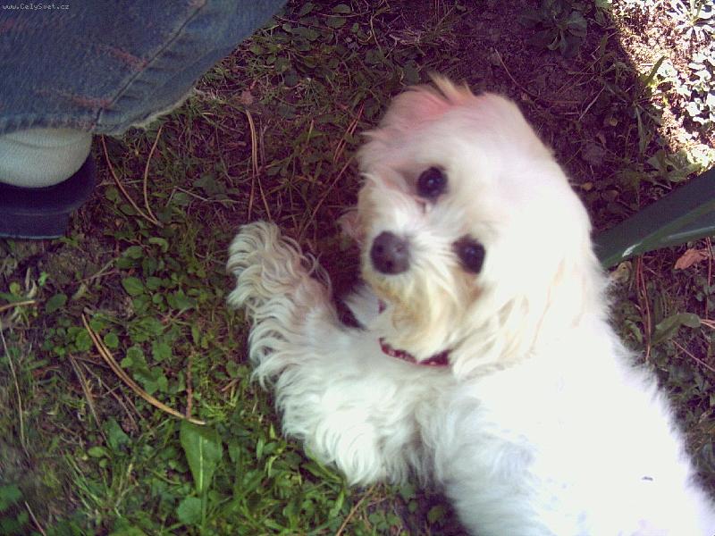 Foto: Bend�i -n� mil��ek